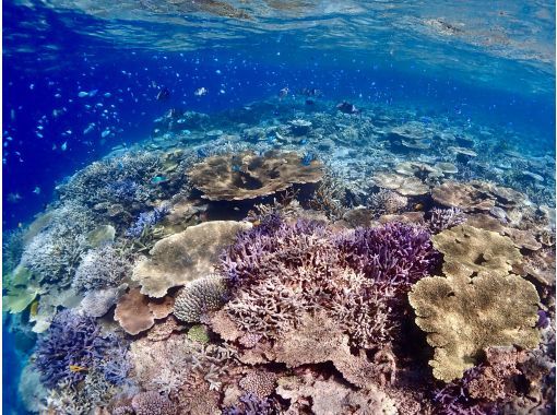 グルービーブルー のギャラリー