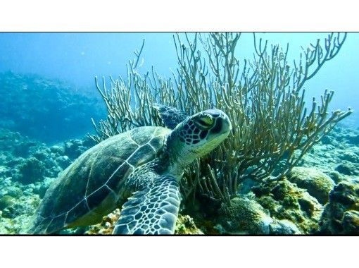 石垣島あいくるシーサー のギャラリー