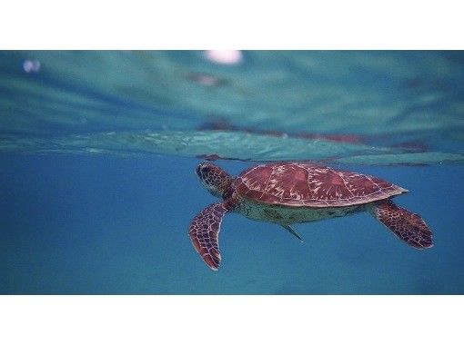石垣島あいくるシーサー のギャラリー