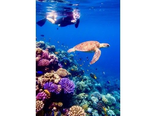 石垣島あいくるシーサー のギャラリー