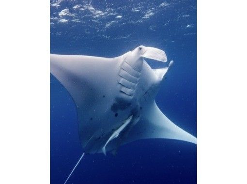 石垣島あいくるシーサー のギャラリー