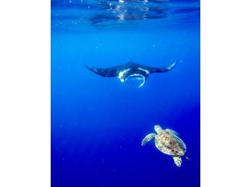 石垣島あいくるシーサー のギャラリー