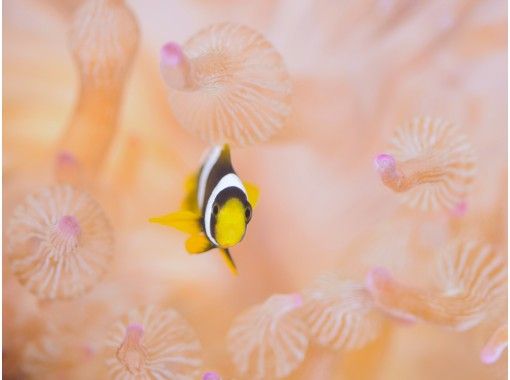 井田ダイビングセンター(Ita Diving Center) のギャラリー