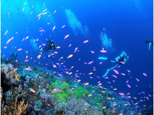 河津ダイビングセンター のギャラリー