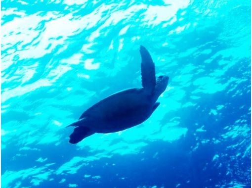 河津ダイビングセンター のギャラリー