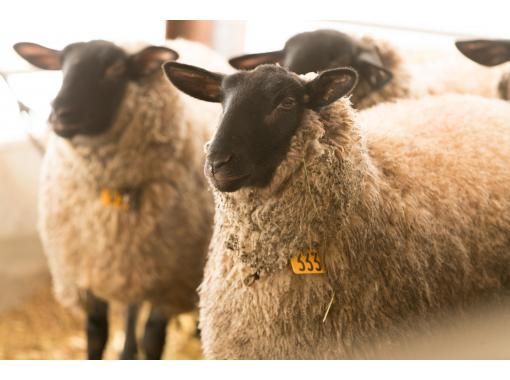 Rad Sheep Outdoors のギャラリー