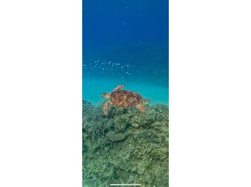 BlueQuest.OKINAWA のギャラリー