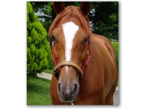 ライディングクラブウインズ Horse Riding Club Winds の予約 アクセス 営業時間 アクティビティジャパン