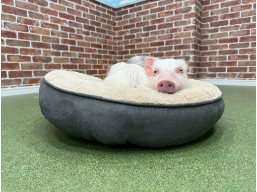 マイクロブタとのふれあい体験 豚小屋 のギャラリー