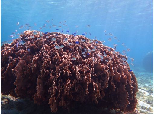 ピリアロハダイビングサービス のギャラリー