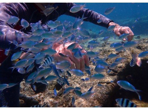 ピリアロハダイビングサービス のギャラリー