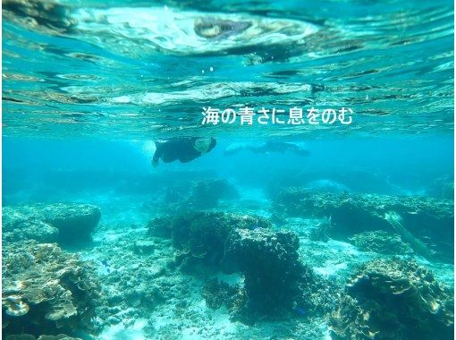 ピリアロハダイビングサービス のギャラリー