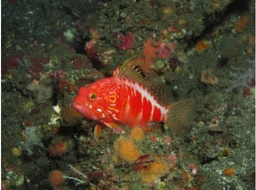 伊豆大島ダイビングセンターカラーズ(Colors Diving Center)の口コミ