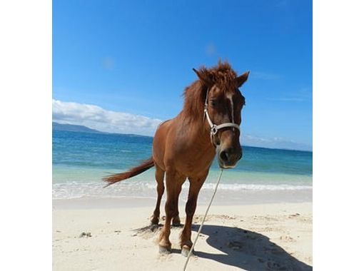 伊江島ビーチサイドホースパーク(Iejima Beachside Horse Park