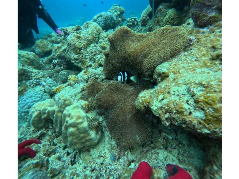 石垣島ダイビングショップABCdive のギャラリー