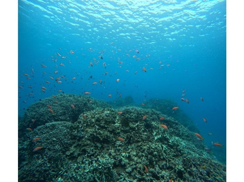 石垣島ダイビングショップABCdive のギャラリー