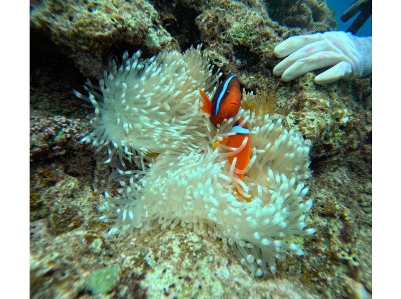 Diving Shop Lei のギャラリー