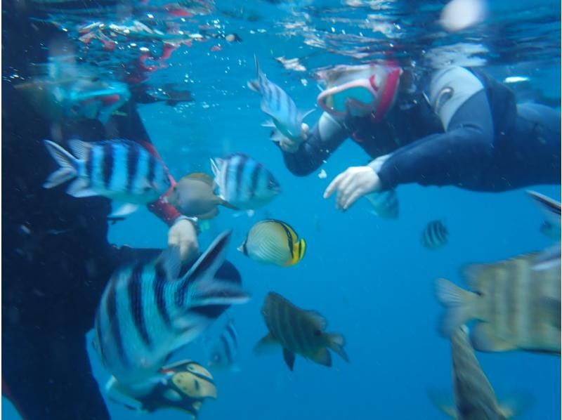 沖縄ダイビングショップ シーフリー(Sea Free) のギャラリー