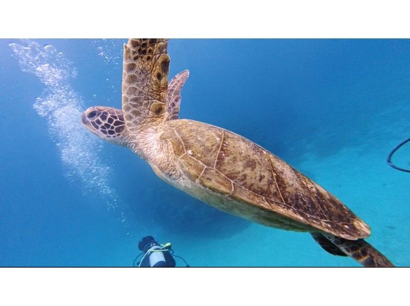 アルファダイブ沖縄(Alpha Dive Okinawa) のギャラリー