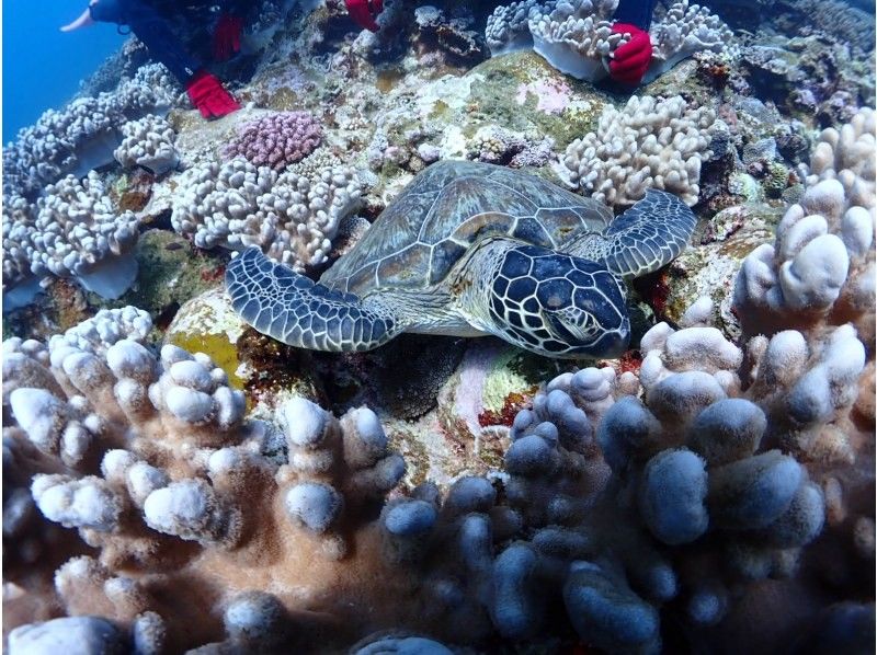 石垣島ダイビングショップABCdive のギャラリー