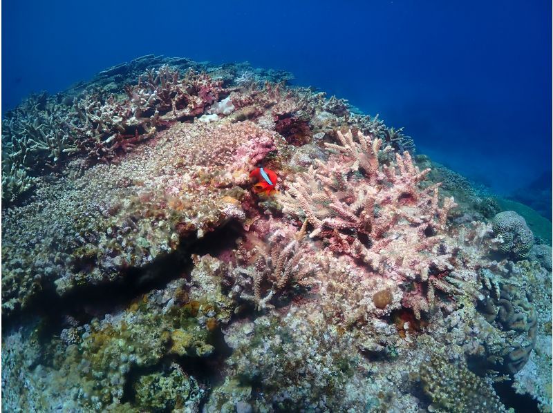 アルファダイブ沖縄(Alpha Dive Okinawa) のギャラリー
