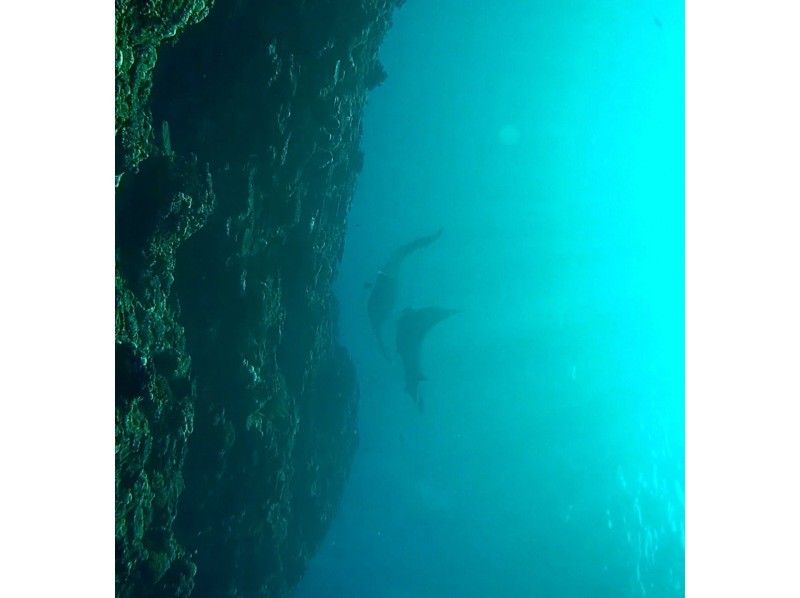 OceanStudio のギャラリー