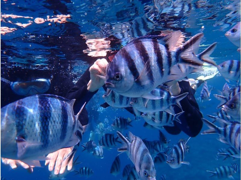 沖縄ダイビングショップ シーフリー(Sea Free) のギャラリー