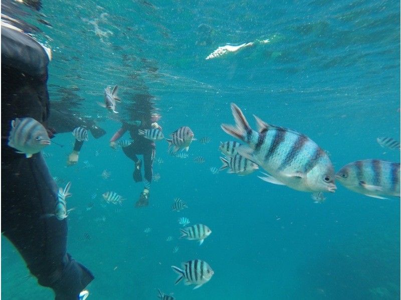 沖縄ダイビングショップ シーフリー(Sea Free) のギャラリー
