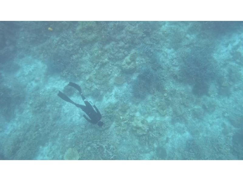 石垣島あいくるシーサー のギャラリー