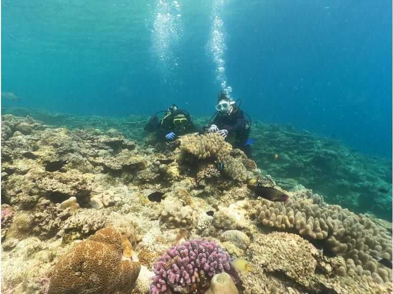 TEERA SCUBA VENTURES, OKINAWA（ティーラ　スクーバ　ヴェンチャーズ） のギャラリー