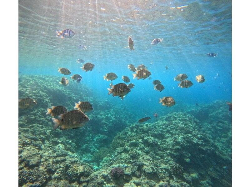 Diving Shop Lei のギャラリー