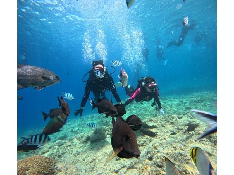 モルダイブ（MalDive） のギャラリー
