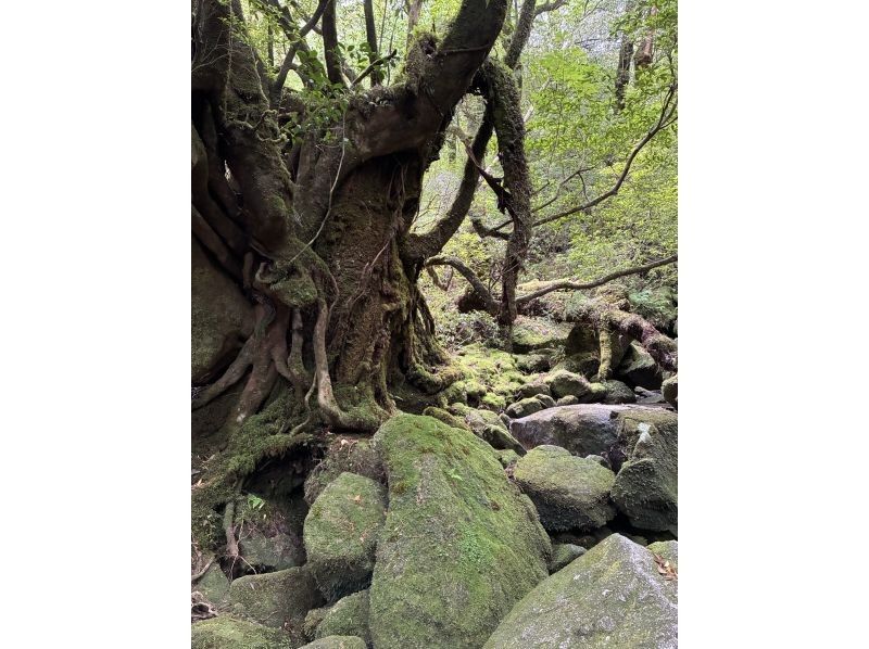 屋久島冒険旅 のギャラリー