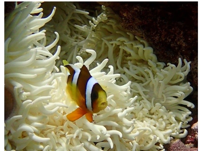 沖縄ダイビングセンター(OKINAWA DIVING CENTER) のギャラリー