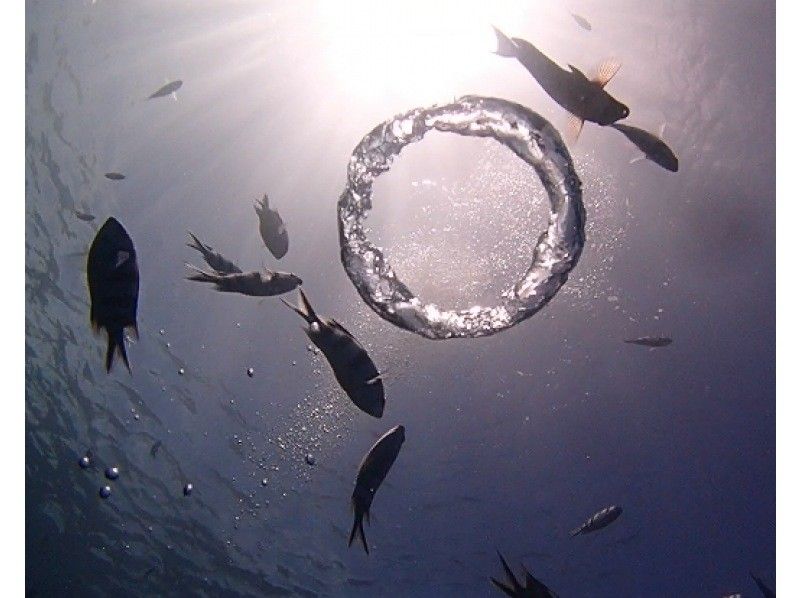 沖縄ダイビングセンター(OKINAWA DIVING CENTER) のギャラリー