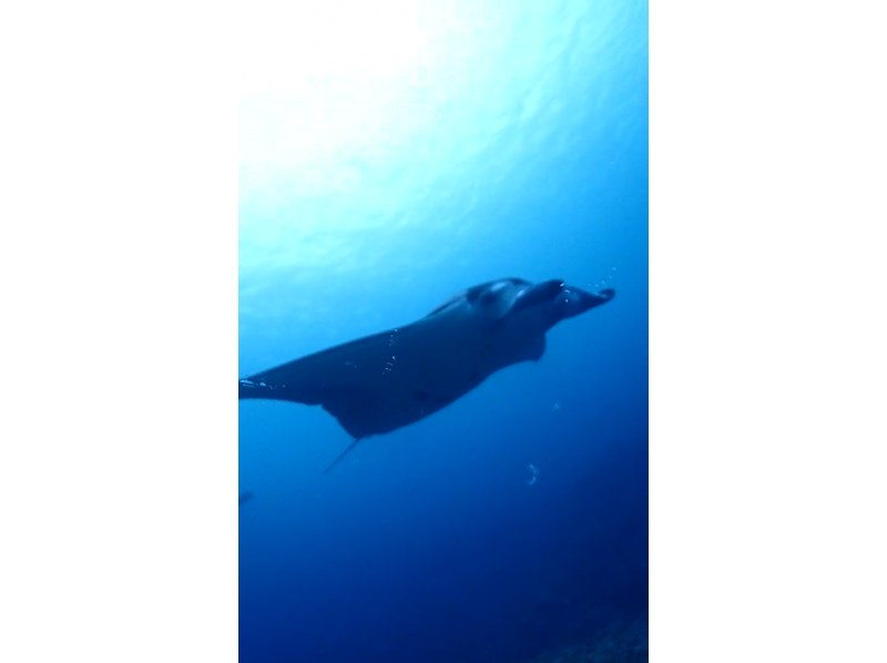 海遊びネジ のギャラリー