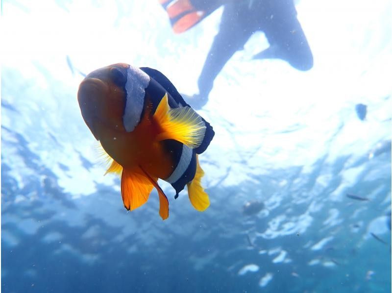 沖縄ダイビングショップ シーフリー(Sea Free) のギャラリー
