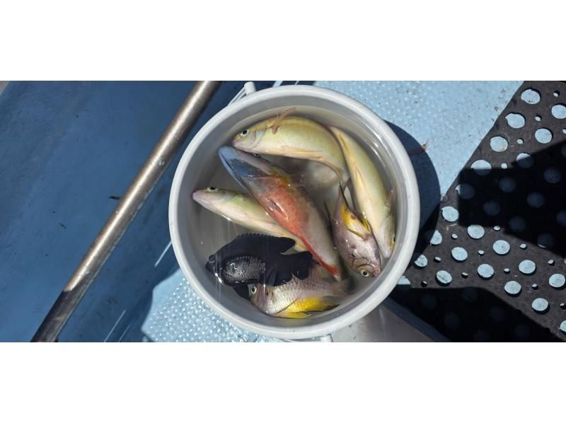 らいおん丸の口コミ・体験談一覧 | アクティビティジャパン