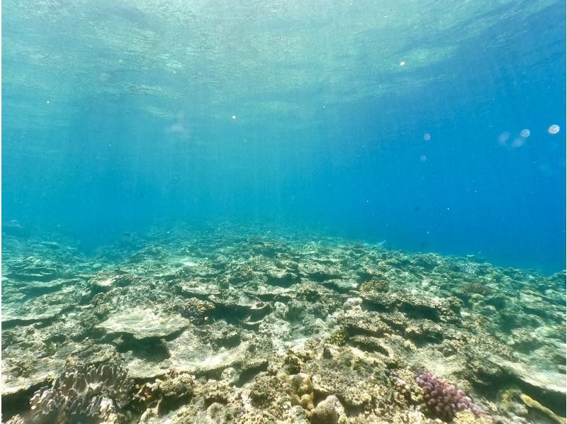 TEERA SCUBA VENTURES, OKINAWA（ティーラ　スクーバ　ヴェンチャーズ） のギャラリー