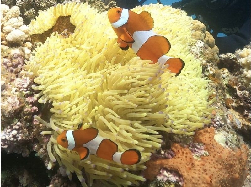 TEERA SCUBA VENTURES, OKINAWA（ティーラ　スクーバ　ヴェンチャーズ） のギャラリー