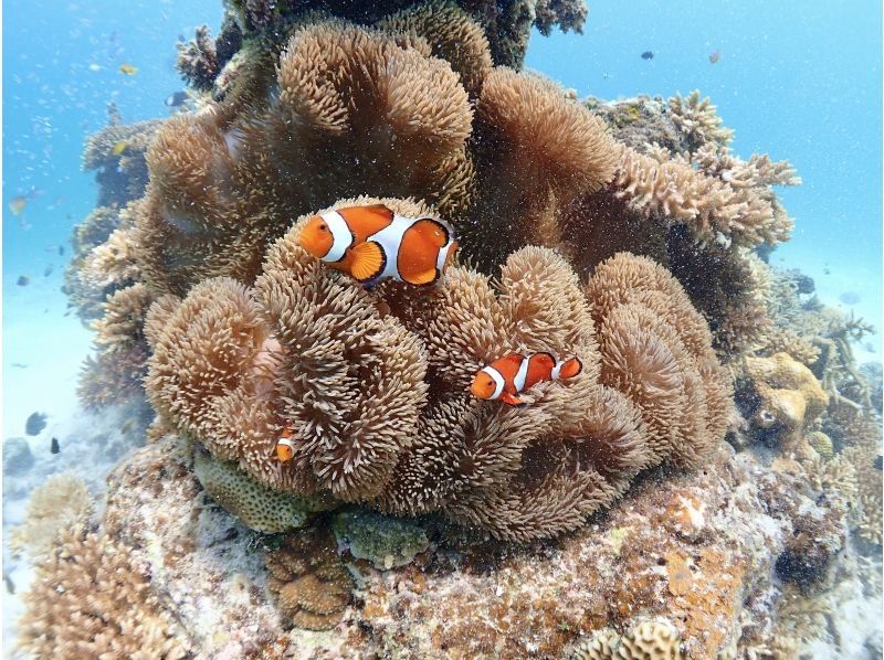 石垣島ダイビングショップABCdive のギャラリー