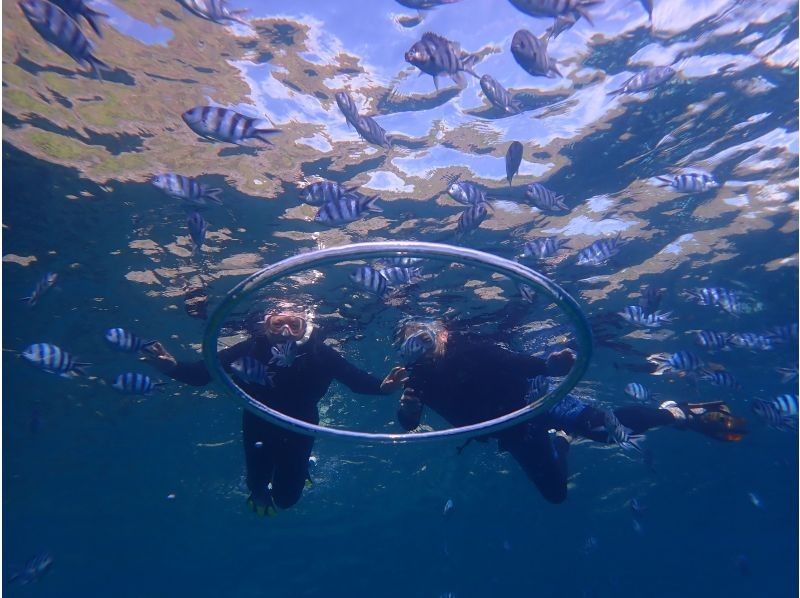 沖縄ダイビングショップ シーフリー(Sea Free) のギャラリー