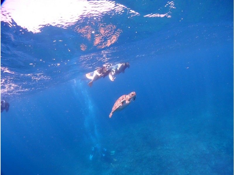 石垣島ダイビングショップABCdive のギャラリー