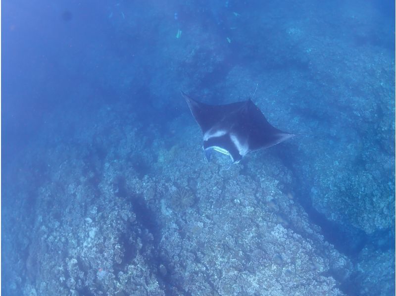 石垣島ダイビングショップABCdive のギャラリー