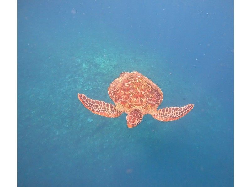 RUANOA 石垣島 のギャラリー