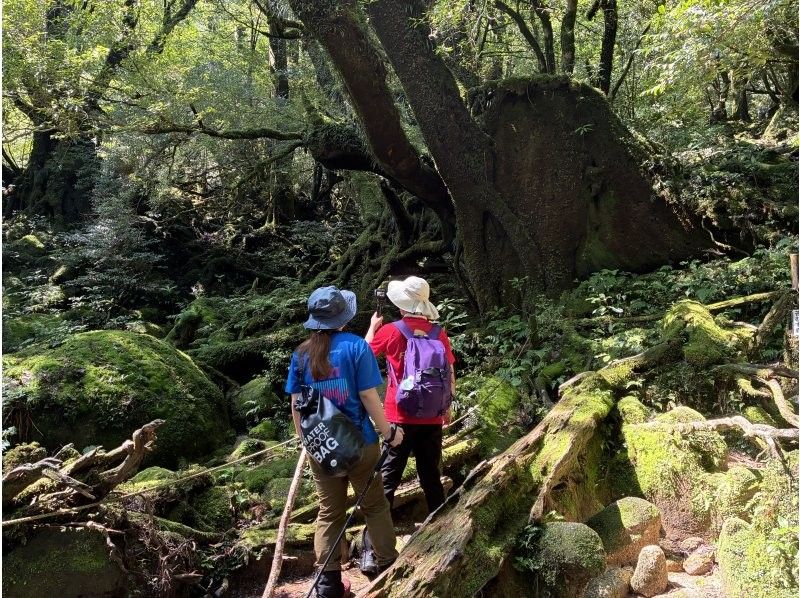 屋久島冒険旅 のギャラリー