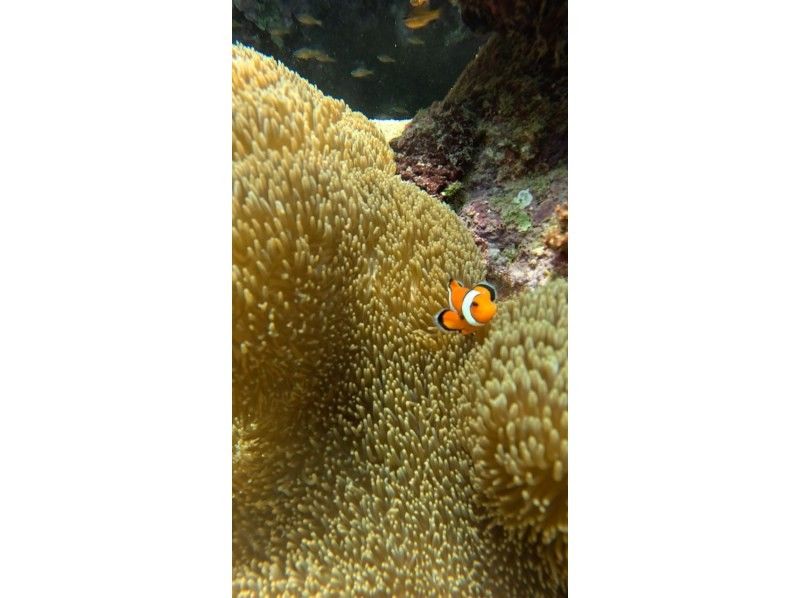 石垣島　ウミガメシュノーケル　マリンショップHAPPY のギャラリー