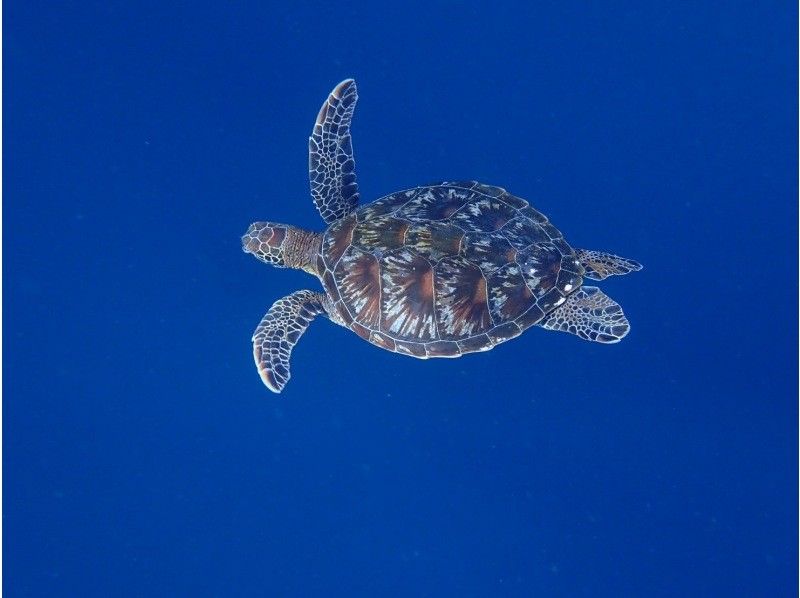 石垣島　ウミガメシュノーケル　マリンショップHAPPY のギャラリー
