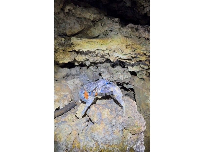 石垣島　ウミガメシュノーケル　マリンショップHAPPY のギャラリー