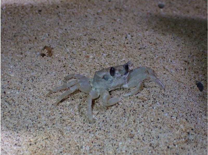石垣島　ウミガメシュノーケル　マリンショップHAPPY のギャラリー